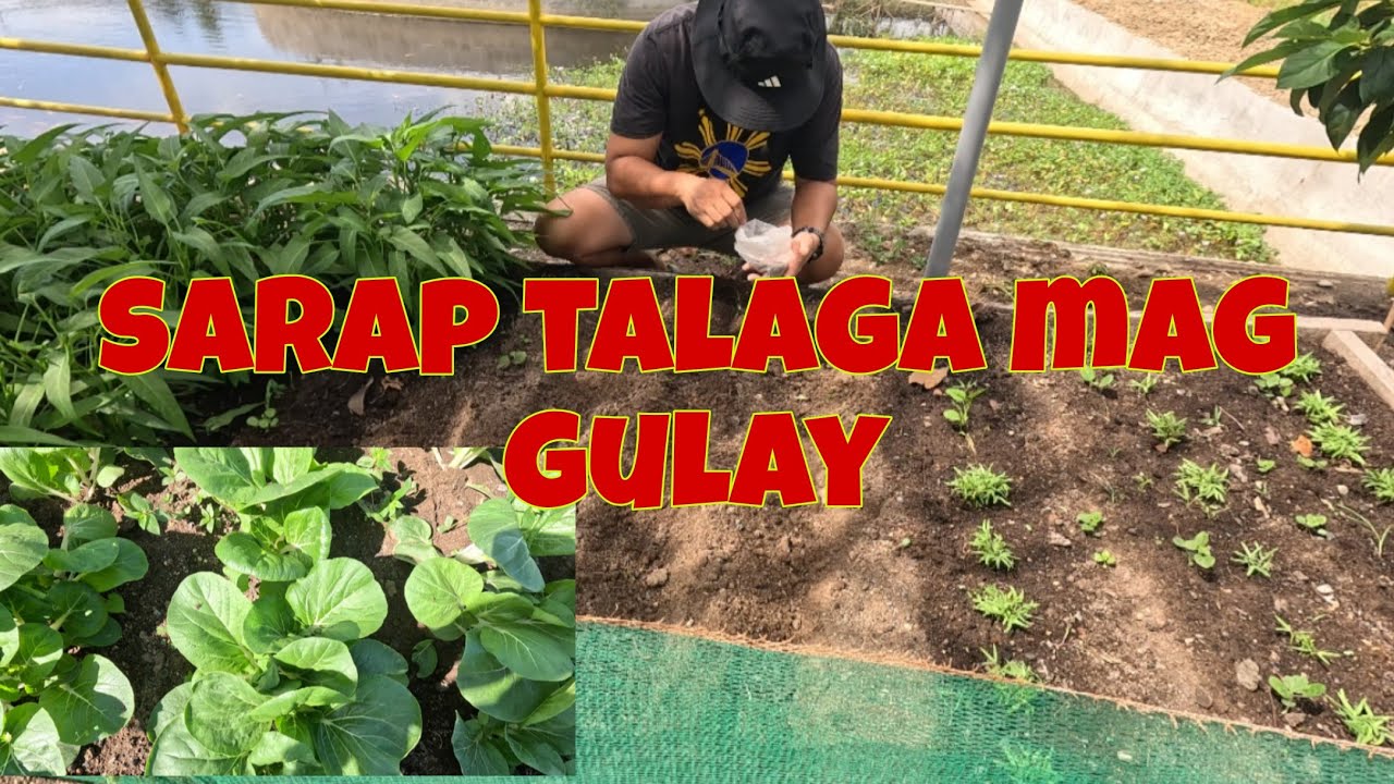 Kailangan na nila iharvest | Ang tataba ng pechay at mustasa