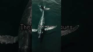 How Scientists Determine the Age of Whales