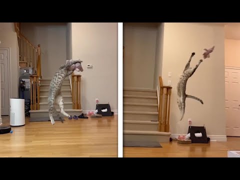 FLYING FELINE! Cat Leaps Into Air To Catch Stuffed Toy (Talented Cats)