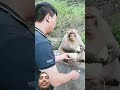 Monkey Animals Funny Greenscreen Babyanimal 2025 Monkey Animals Funny Greenscreen Babyanimal 2025
