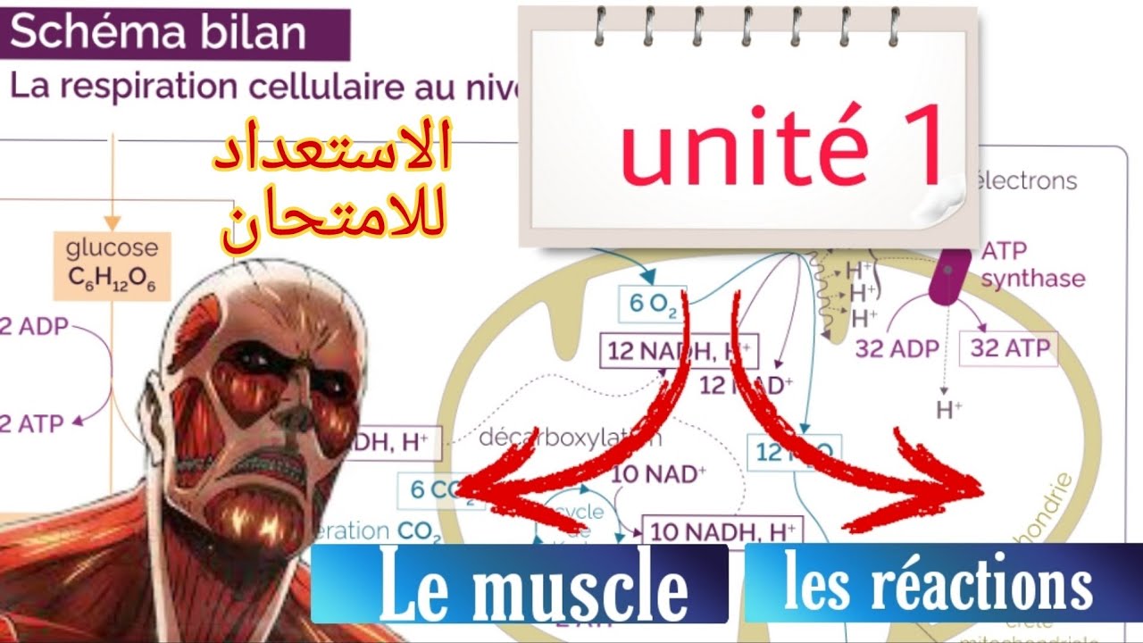 Résumé de la première unité : les réactions + le muscles squelettique de A jusqu'à Z.