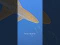 Why the Ocean Would Collapse Without Sharks 🦈 (Most People Don’t Know This) #sharks #avi