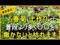 【春菊栽培】種まき前の土作りで収穫量が変わります【有機農家直伝！無農薬で育てる家庭菜園】　26/8/18