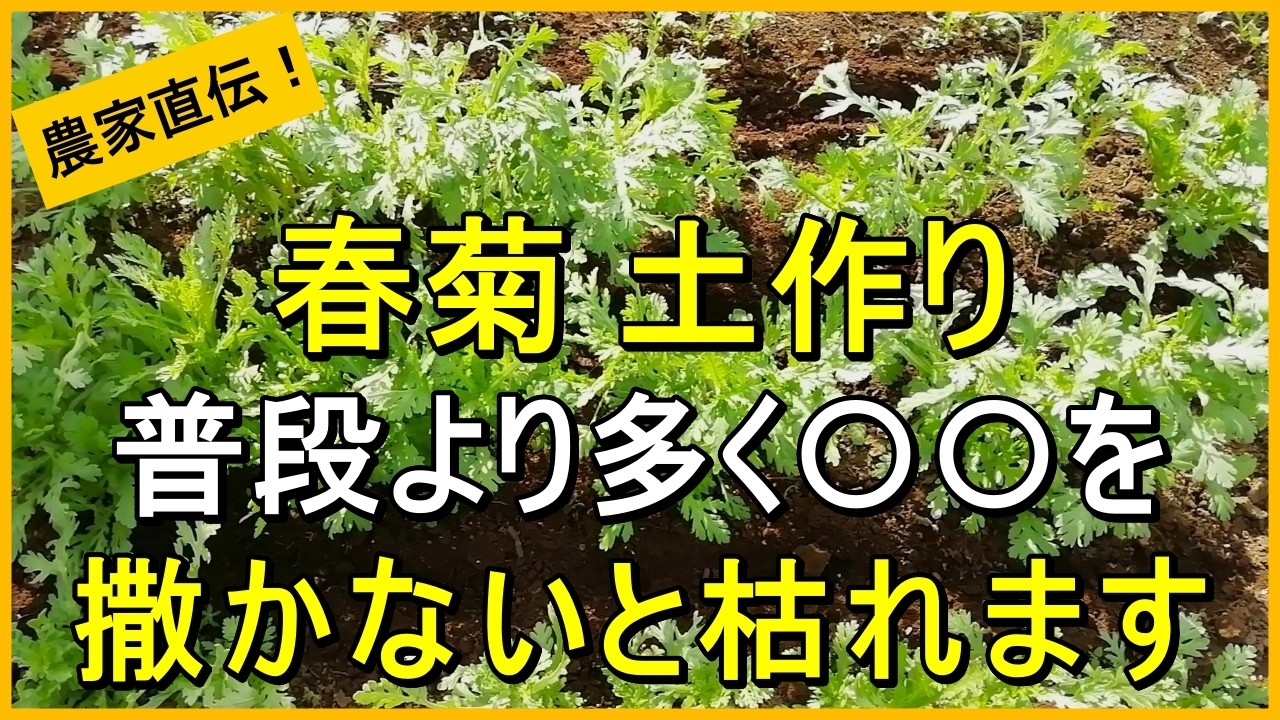 【春菊栽培】種まき前の土作りで収穫量が変わります【有機農家直伝！無農薬で育てる家庭菜園】　26/8/18