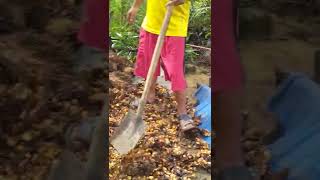 perjuangan toke brondolan dari merintis main kecil sampai jadi seperti sekarang ini,💪💪