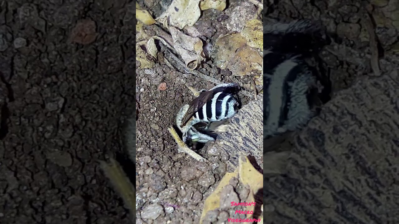 camera iphone 8 plus apk Blue banded Bee
