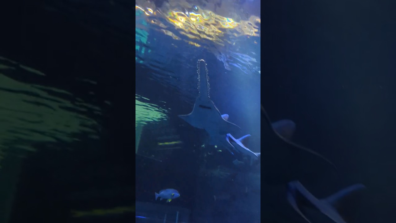 Giant Sea Turtles and Longnose Saw Shark