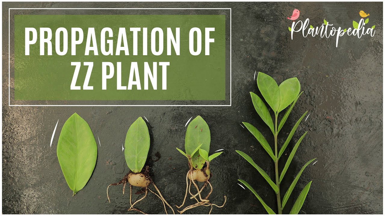 The Complete Guide To Propagation Of ZZ Plants At Home YouTube The Complete Guide To Propagation Of ZZ Plants At Home YouTube