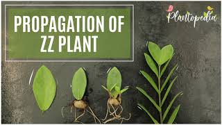 The Complete Guide To Propagation Of ZZ Plants At Home