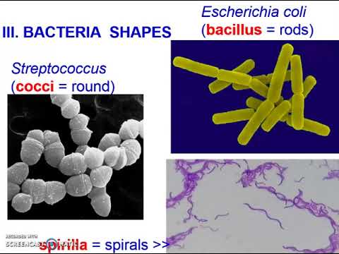 Bacteria:  Archaea vs. Eubacteria  (Theme 4 Topic 2)