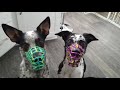 Awesome muzzle training workshop at fenzi dog sports academy