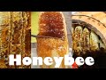 Amazing find honeybee