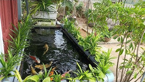 Hồ Cá Koi 2 Khối Nuôi Cá Nhật Thật Đẹp - Lọc 2 Ngăn Và Bakki - Bơm 9000l.Hồ Của Em Rin Ở Quãng Ngãi.