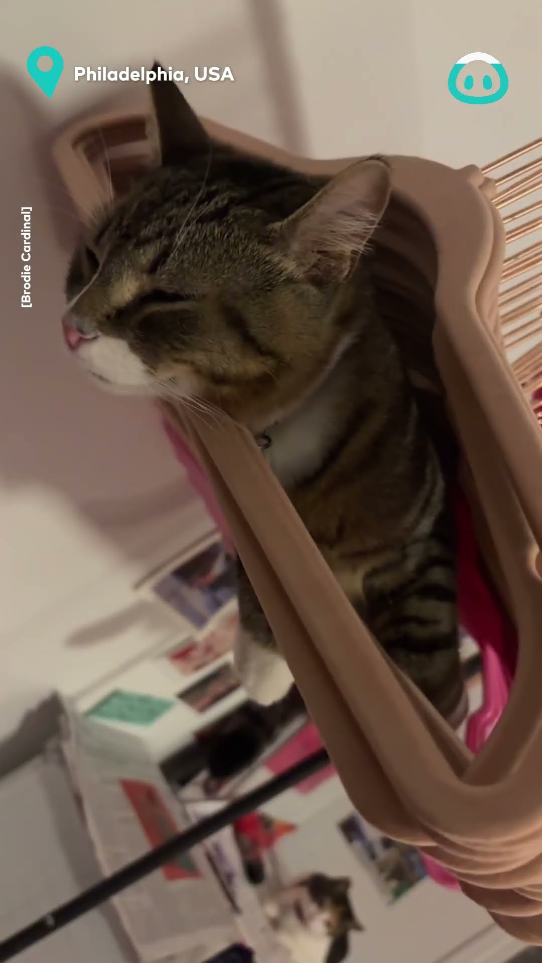 Cat Makes Comfy Coat Hanger Hammock || ViralHog