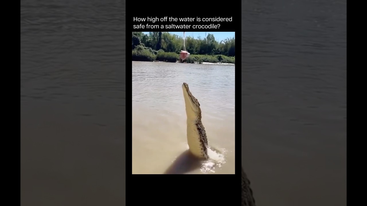 How High Can a Crocodile Jump? You Won’t Believe This Attack!
