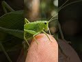I zoomed in 100x and this insect is terrifying! 🐛#insectphotography#macrophotography#insects#insects