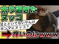 【2ch動物スレ】ネコさんが太り過ぎて困ったことにwww