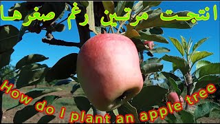 معاملات تحفز شجرة التفاح للانتاج رغم صغرها  / مذهل التفاح الاحمر في سنتين/ Golden Dorsett Apple Tree