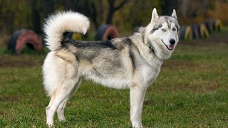 How to groom a Siberian Husky puppy?