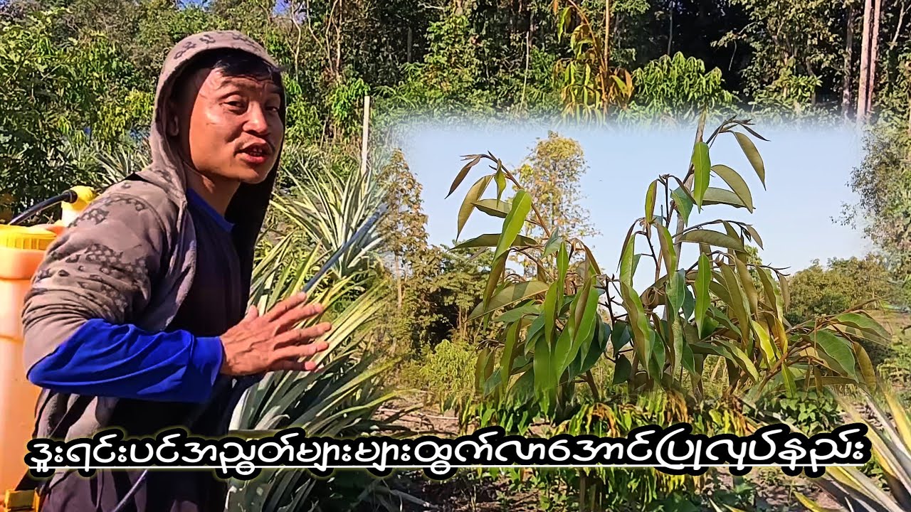 ဒူးရင်းပင်အညွတ်များများထွက်လာအောင်ပြုလုပ်နည်း စိုက်ပျိုးရေးကရင်သား
