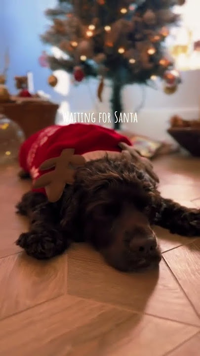 Waiting for Santa #handicapable #perfectlyimperfect #seniordog#christmas #puppy #dogapparel
