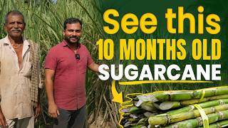 From ₹60,000 to ₹25,000! | Real experience of a farmer | Sugarcane Farming