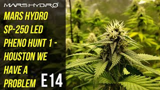 Mars Hydro SP250 LED Pheno Hunt 1 - Houston We Have A Problem - E14