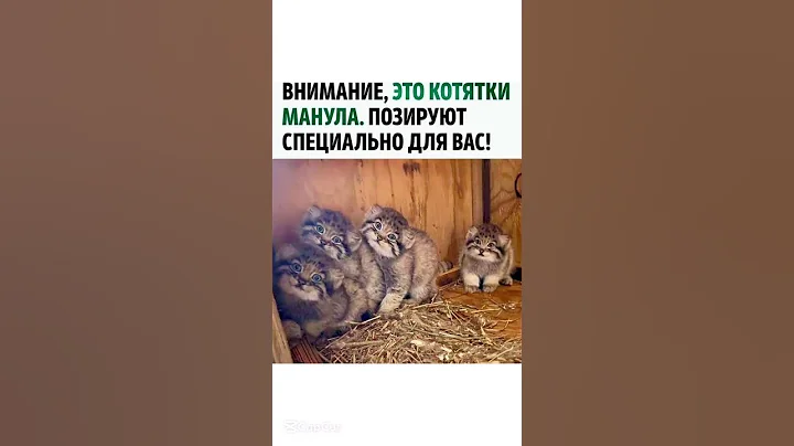 Video 11835531: cat kitten, fluffy baby cat, best cat