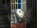 Barreras Grizzles #RacingPigeons #OneLoftRace #PigeonBreeding #BirdTok #viral