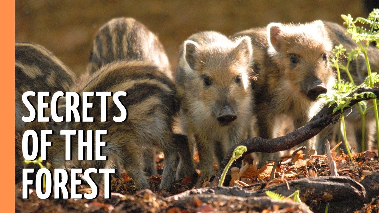 Documentary backdrop image for The Secret World of Forests (2026)