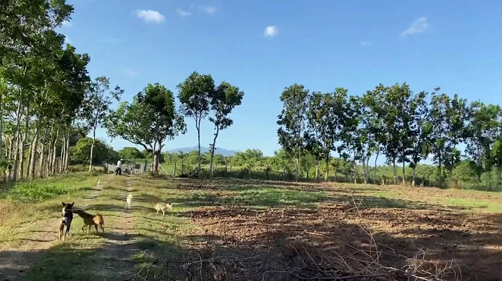 Vlog213: 5.2 FARM LOT FOR SALE IN ROSARIO BATANGAS...