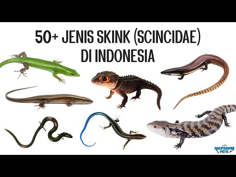 Video: Perbedaan Antara Kadal Dan Salamander
