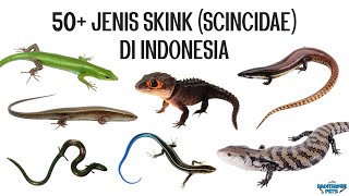 50+ Jenis Kadal Skink (Scincidae) di Indonesia