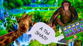 Слот CRAZY MONKEY раздаёт деньги. Моя игра. Казино Вулкан. screenshot 4