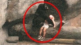 Die 5 Unglaublichsten Tiere Die Menschen Das Leben Gerettet Haben! Die 5 Unglaublichsten Tiere Die Menschen Das Leben Gerettet Haben!