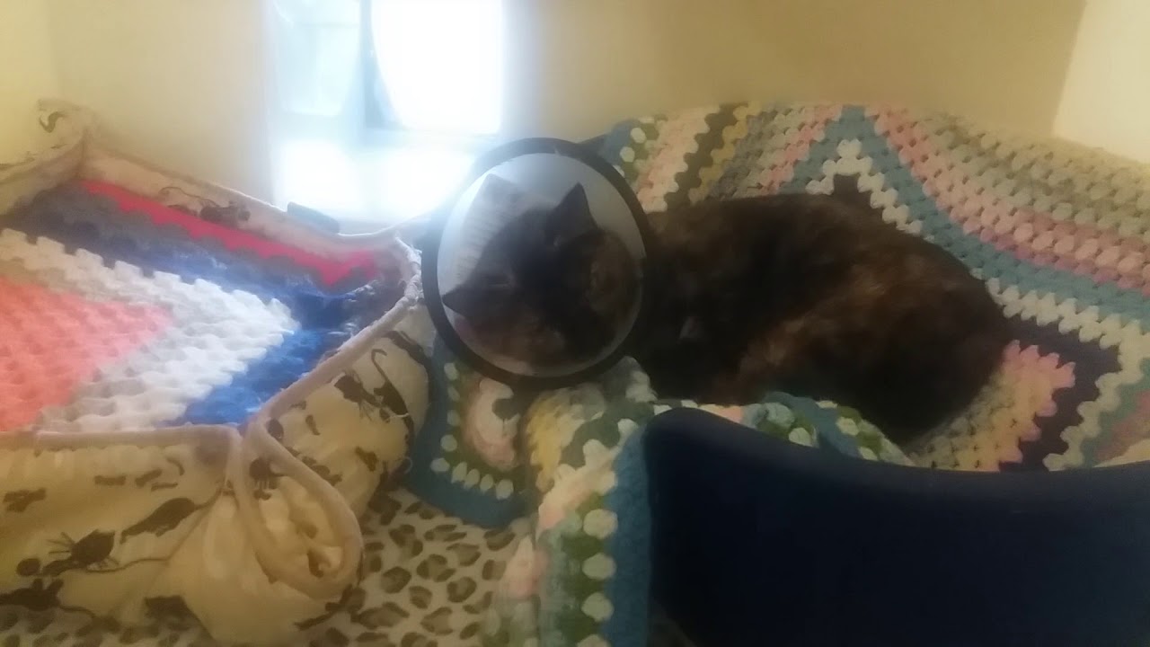 Margoh at RSPCA Millbrook YouTube