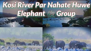 Kosi River Par Nahate Huwe Elephant 🐘 Group. #Jimcorbett