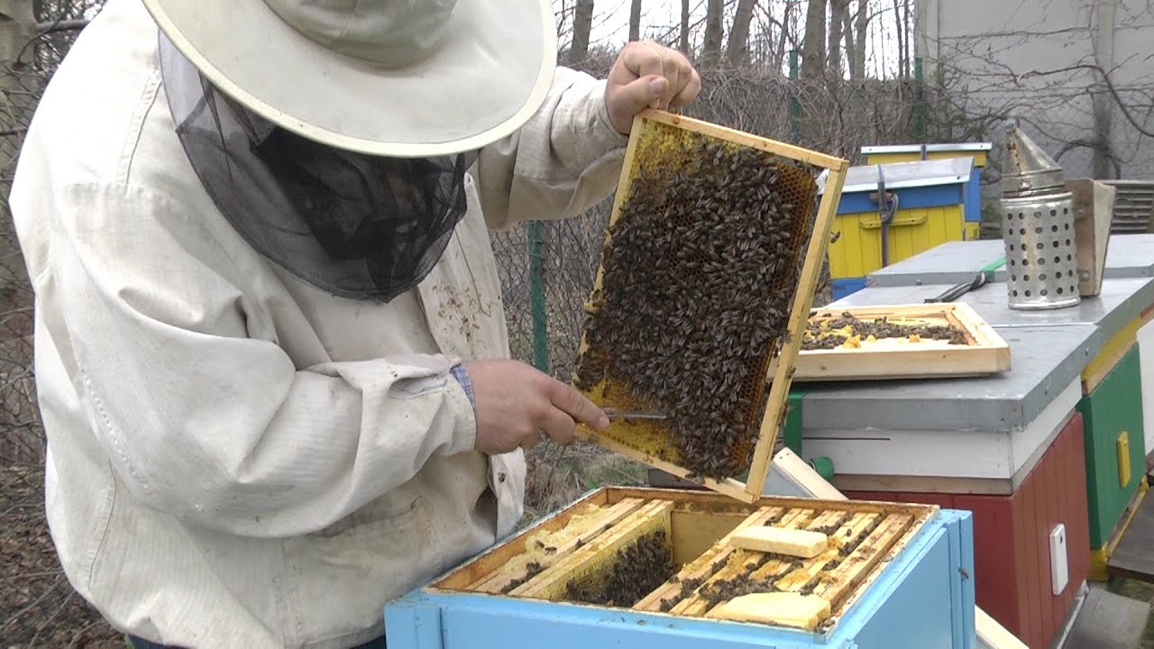 Pszczoły w mieście
