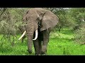 Airplanes and Elephants! Safari Serengeti 1