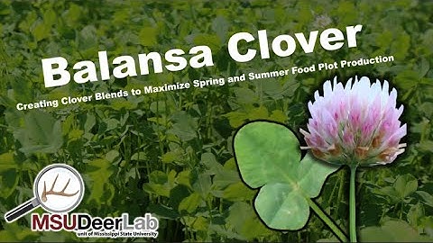 Balansa Clover - Deer Food Plot Considerations
