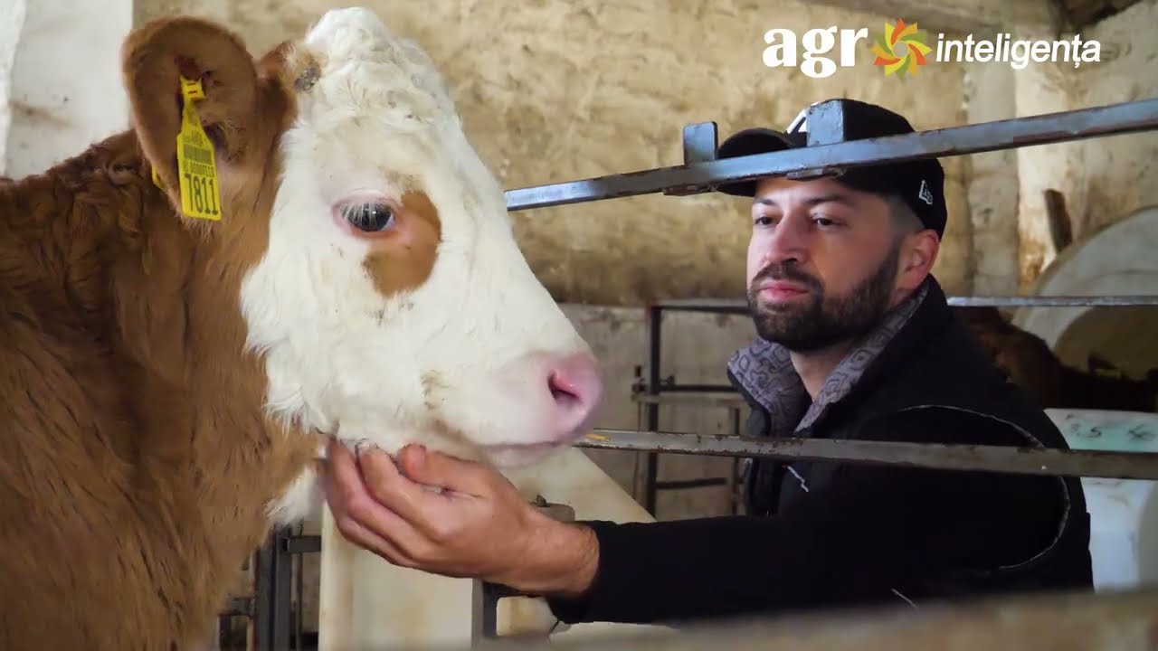 Ferma cu vaci Simmental, făbricuță de lactate și producție de biogaz
