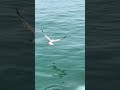 Lake Michigan Seagull
