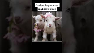 Qurban Bayrami 2022 Tebrikleri Status Videolari Menalı