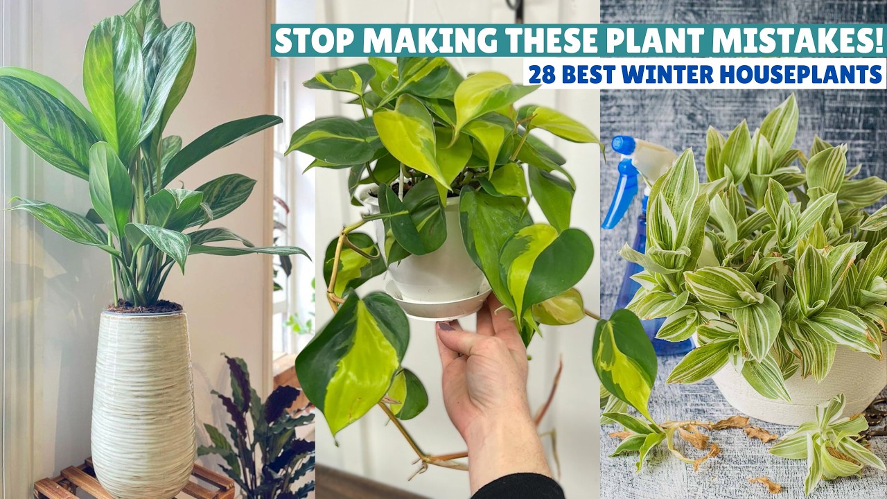 28 Best Winter Houseplants | How to Take Care of Indoor Plants in Winter
