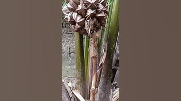 Nipa Palm Tree 💕 Harvesting Fruit 💕 # unique #shorts