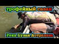 Трофейный САЗАН либо ДИКИЙ КАРП. Рыбалка в Астрахани на реке Бузан.