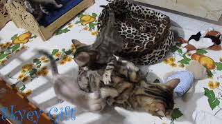 бенгальская кошка, бенгальские котята,мамочка золотая бенгальская кошка, бенгальские котята,мамочка золотая