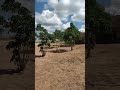 CASA VEA🏜️🏜️🏜️🏜️#agro #roça #nordeste #toada #viral#shorts