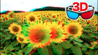 [3D video] Sunflowers bloom over 100,000 square meters. / for red-cyan anaglyph glasses