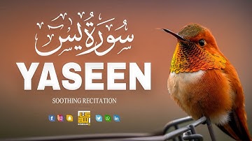 Surah Yasin (Yaseen) سورة يس | Relaxing emotional best voice ever | Kitabullah TV